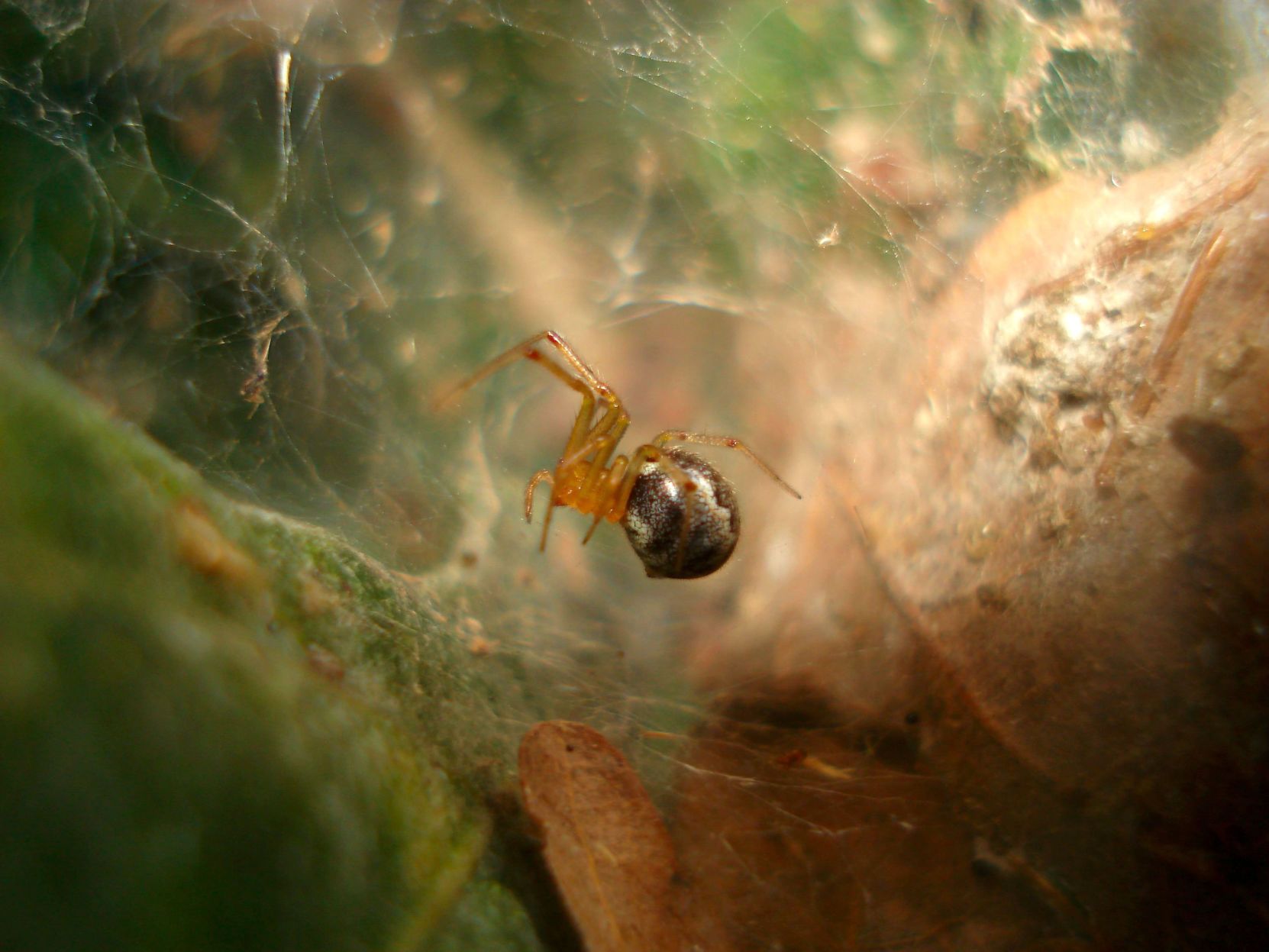 Hurricane spiders